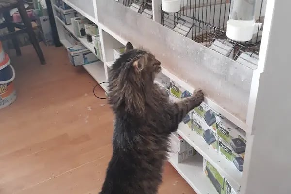 Yağız petshop akvaryum - Resim 3