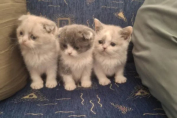 Yağız petshop akvaryum - Resim 5