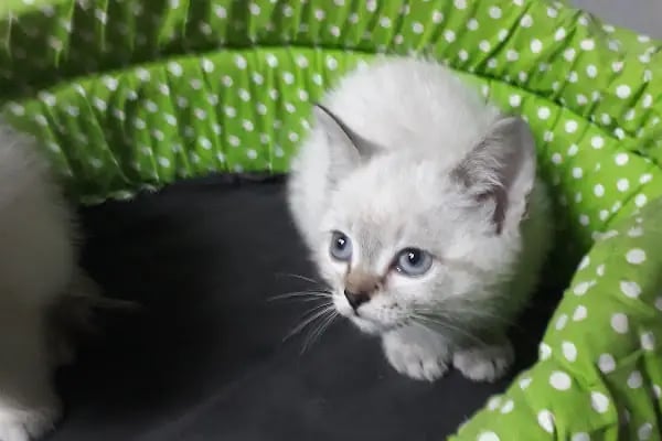 Yağız petshop akvaryum - Resim 17