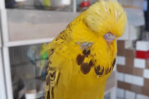 Yağız petshop akvaryum - Resim 10