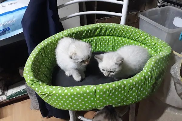 Yağız petshop akvaryum - Resim 14
