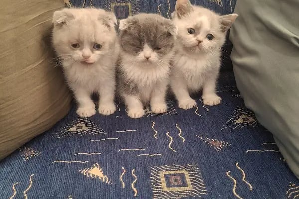 Yağız petshop akvaryum - Resim 11