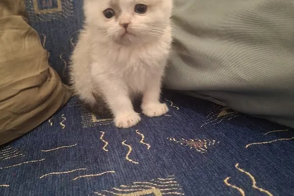 Yağız petshop akvaryum - Resim 8