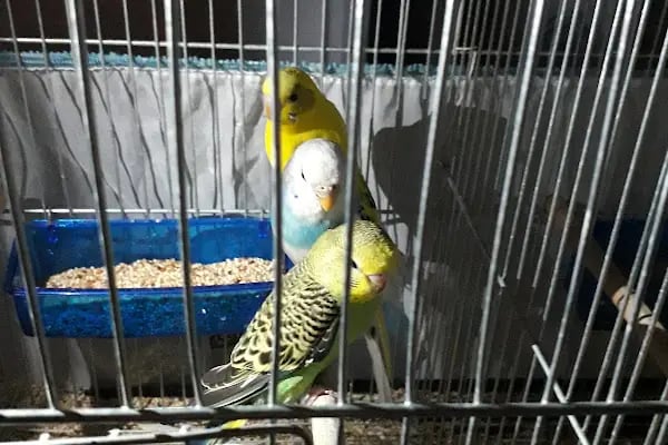 Yağız petshop akvaryum - Resim 13