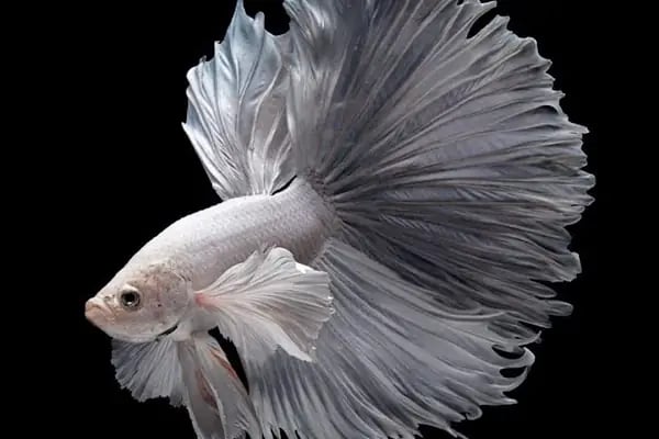 Yağız petshop akvaryum - Resim 18