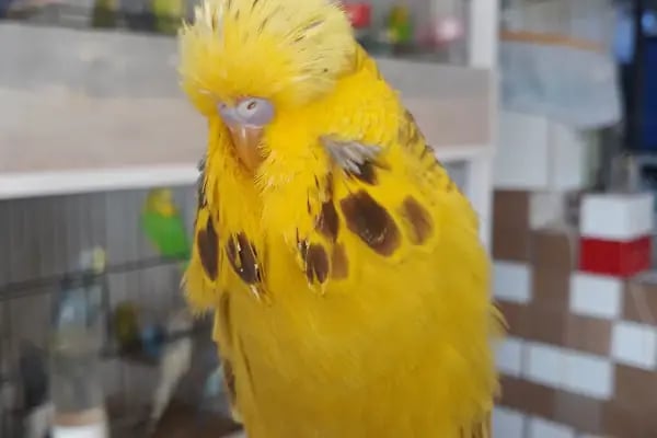 Yağız petshop akvaryum - Resim 7
