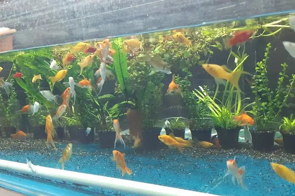 GEMLİK PET DÜNYASI - Resim 12