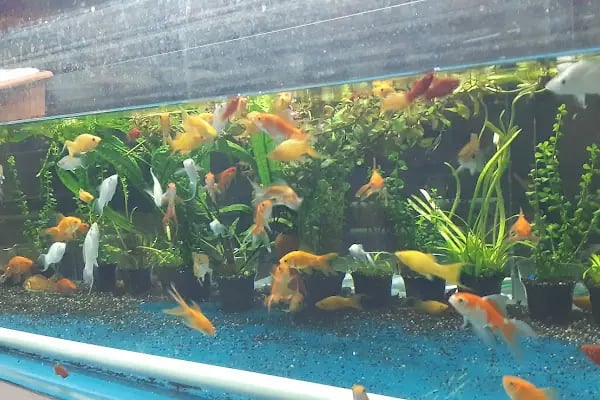 GEMLİK PET DÜNYASI - Resim 16