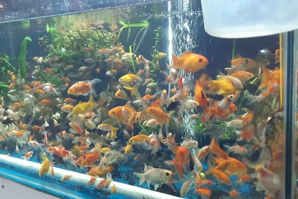 GEMLİK PET DÜNYASI - Resim 10