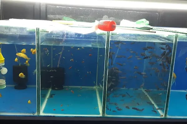 GEMLİK PET DÜNYASI - Resim 4