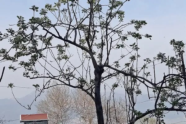 Balaban Yaldız Dağ Evi - Resim 19
