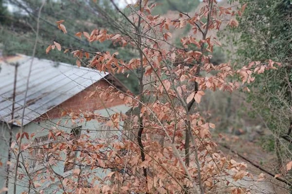 Balaban Yaldız Dağ Evi - Resim 6