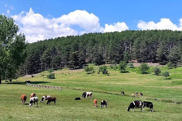 Kocayayla Bungalov Evleri - Resim 10