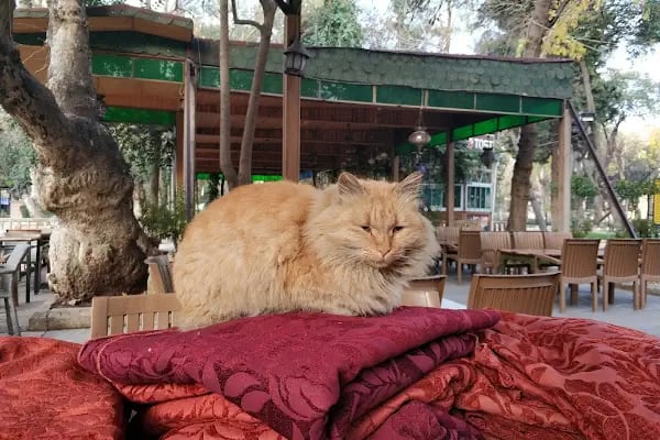 Ayn Zeliha Gölü Aile Çay Bahçesi - Resim 9