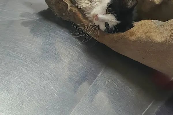 Mascote Veteriner Bornova - Resim 18
