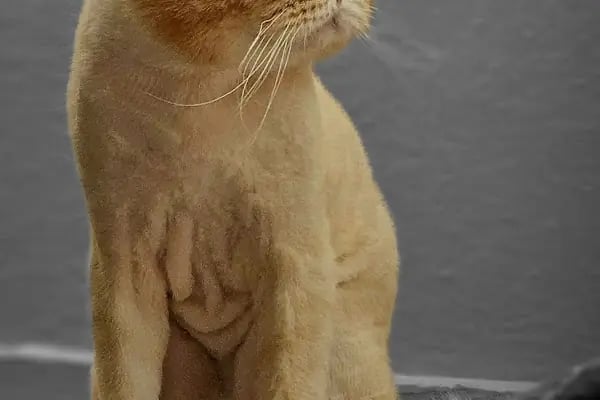 Mascote Veteriner Bornova - Resim 4