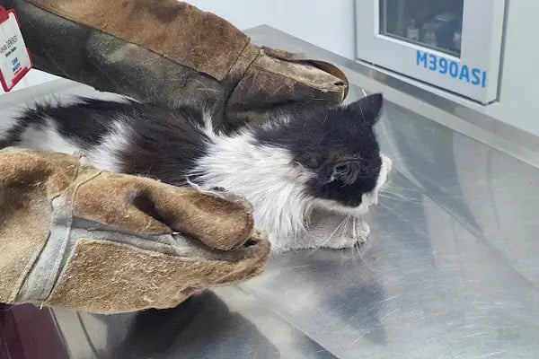 Mascote Veteriner Bornova - Resim 2