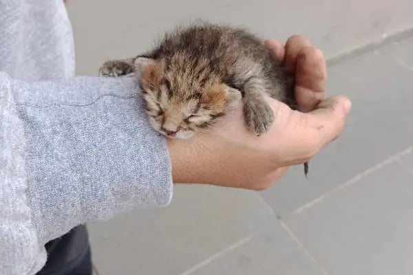 Mascote Veteriner Bornova - Resim 6