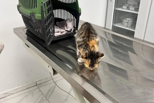 Mascote Veteriner Bornova - Resim 8