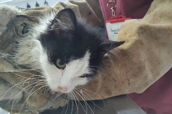 Mascote Veteriner Bornova - Resim 17