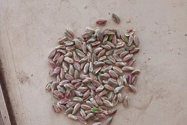 Fıstıkçılar Halı - Resim 3