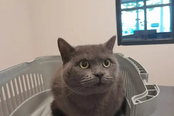 Güneş Veteriner Kliniği - Resim 4