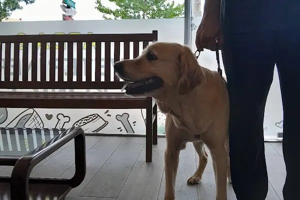 Güneş Veteriner Kliniği - Resim 7