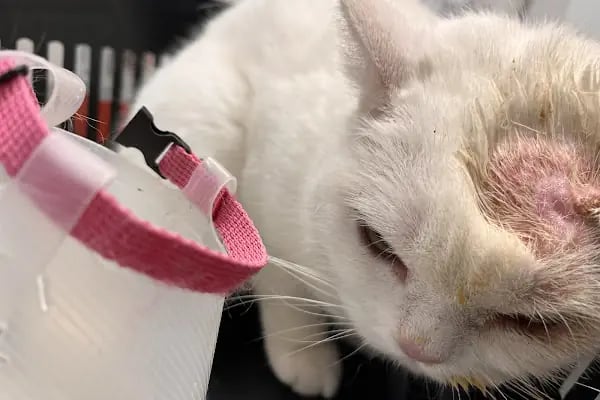 Güneş Veteriner Kliniği - Resim 15