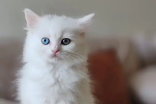 Güneş Veteriner Kliniği - Resim 18