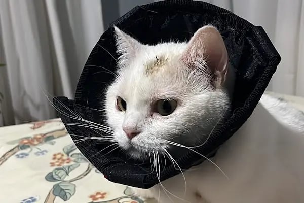 Güneş Veteriner Kliniği - Resim 9