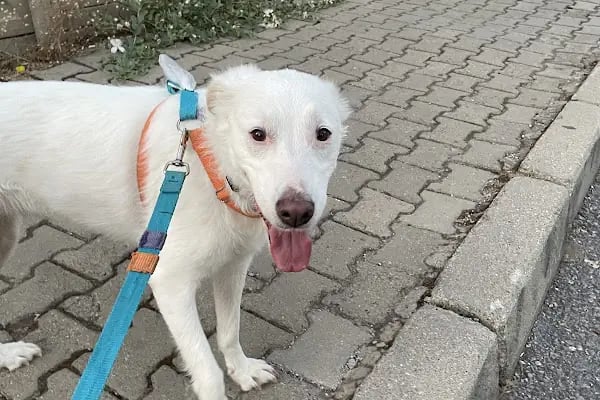Güneş Veteriner Kliniği - Resim 2