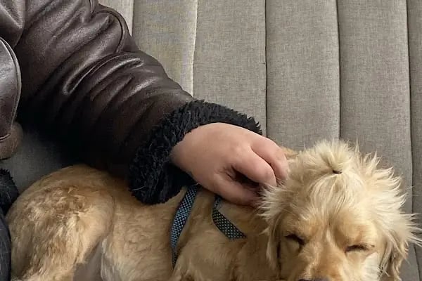 Güneş Veteriner Kliniği - Resim 5
