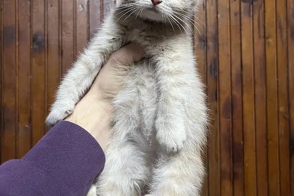 HIÇKIDIK PETSHOP AKVARYUM İZMİT - Resim 7