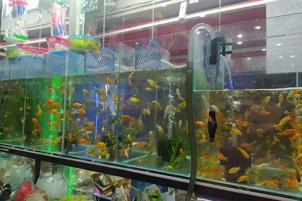 HIÇKIDIK PETSHOP AKVARYUM İZMİT - Resim 12