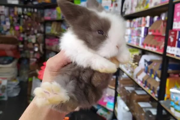 HIÇKIDIK PETSHOP AKVARYUM İZMİT - Resim 16
