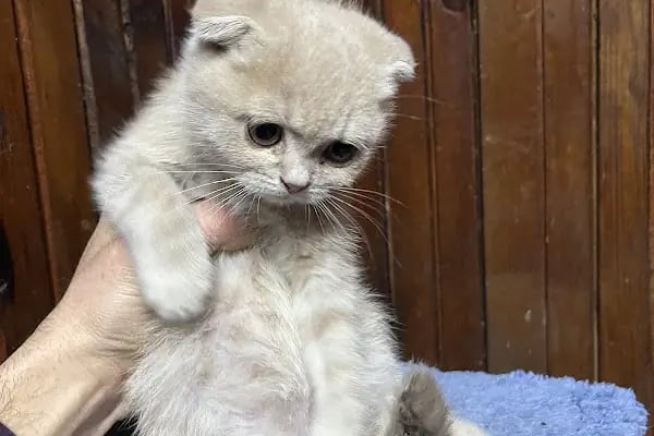 HIÇKIDIK PETSHOP AKVARYUM İZMİT - Resim 18