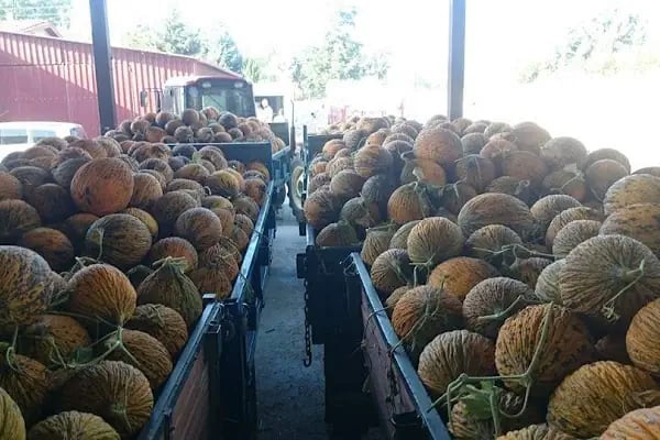 Akalan Kavun-Karpuz Pazarı - Resim 2