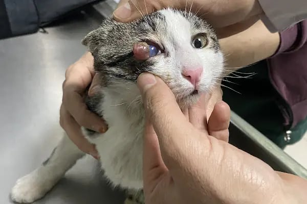 Veteriner Cat Dogtor - Resim 10