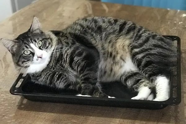 Veteriner Cat Dogtor - Resim 9