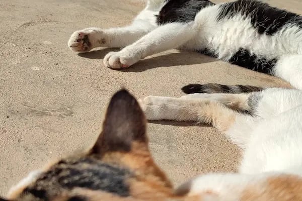 Veteriner Cat Dogtor - Resim 17