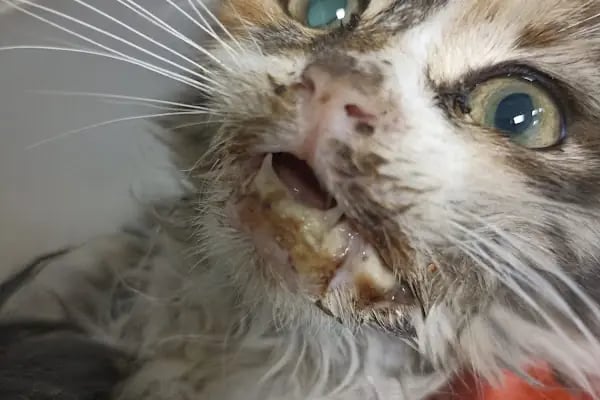 Veteriner Cat Dogtor - Resim 13