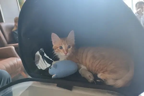 Veteriner Cat Dogtor - Resim 5