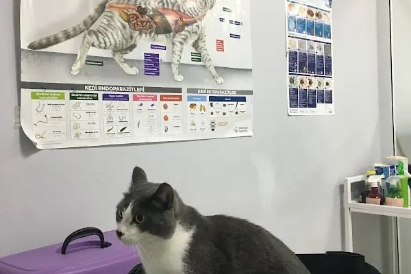 Veteriner Cat Dogtor - Resim 7