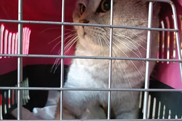 Veteriner Cat Dogtor - Resim 18