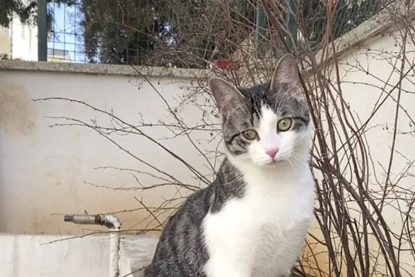 Veteriner Cat Dogtor - Resim 8