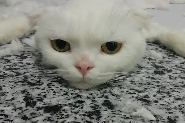 Veteriner Cat Dogtor - Resim 16