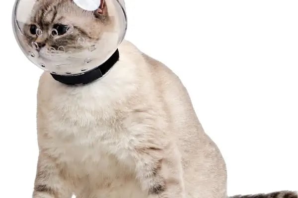 Veteriner Cat Dogtor - Resim 15