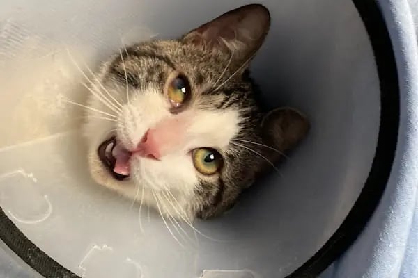 Veteriner Cat Dogtor - Resim 11
