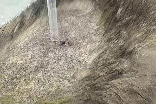 Palmiye Veteriner Kliniği - Resim 10