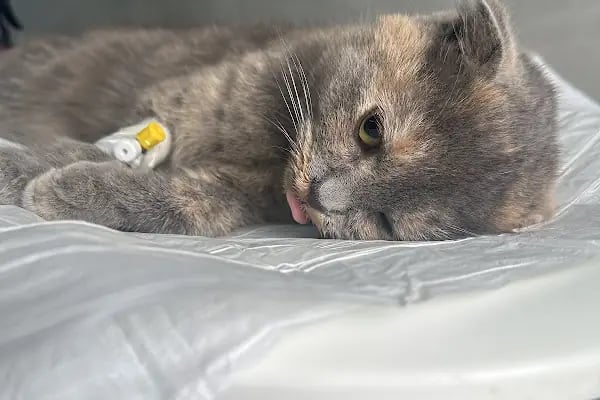 Palmiye Veteriner Kliniği - Resim 2